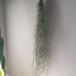 サルオガセモドキ