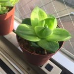 ハオルチアハオルチア　プラニフォリア