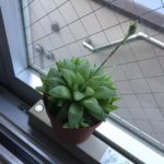 ハオルチアの花