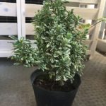 斑入り姫マサキ