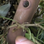 木質化したアイビー