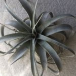 キセログラフィカ