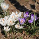 クロッカス