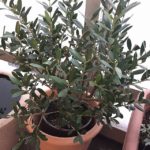 剪定後のオリーブ