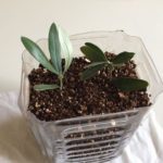 オリーブ挿し木