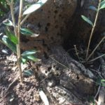 オリーブアナアキゾウムシの被害