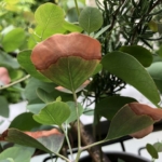 葉先が枯れたユーカリ