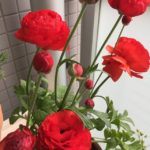 ラナンキュラス