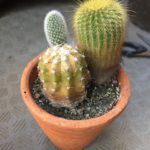 サボテン寄せ植え