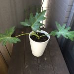 セローム植え替え