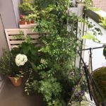 ベランダのシェードガーデン