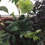 クリスマスローズ