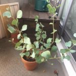 ユーカリポポラス