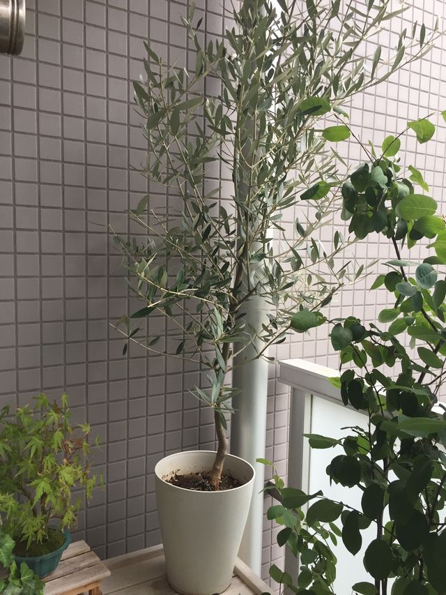 オリーブ チプレッシーノ を育てる 観葉植物ブログ緑組 植物の育て方