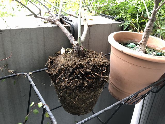 根鉢がびっしり モッコウバラの鉢植えを植え替えました 観葉植物ブログ緑組 植物の育て方
