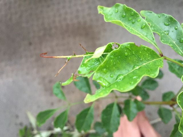 シマトネリコの害虫 ハマキムシとスズメガの駆除 観葉植物ブログ緑組 植物の育て方