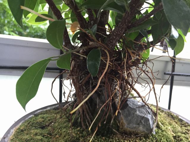 気根も増える ガジュマル盆栽を育てる方法 Banyan Bonsai 観葉植物ブログ緑組 植物の育て方