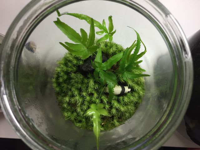 虫とカビ対策に気をつける苔テラリムの作り方 観葉植物ブログ緑組 植物の育て方